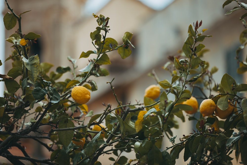 a tree filled with lots of ripe lemons