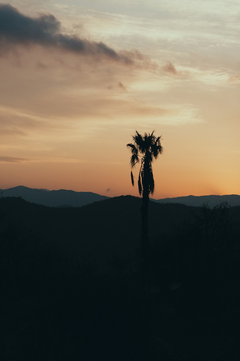 a silhouette of a palm tree at sunset