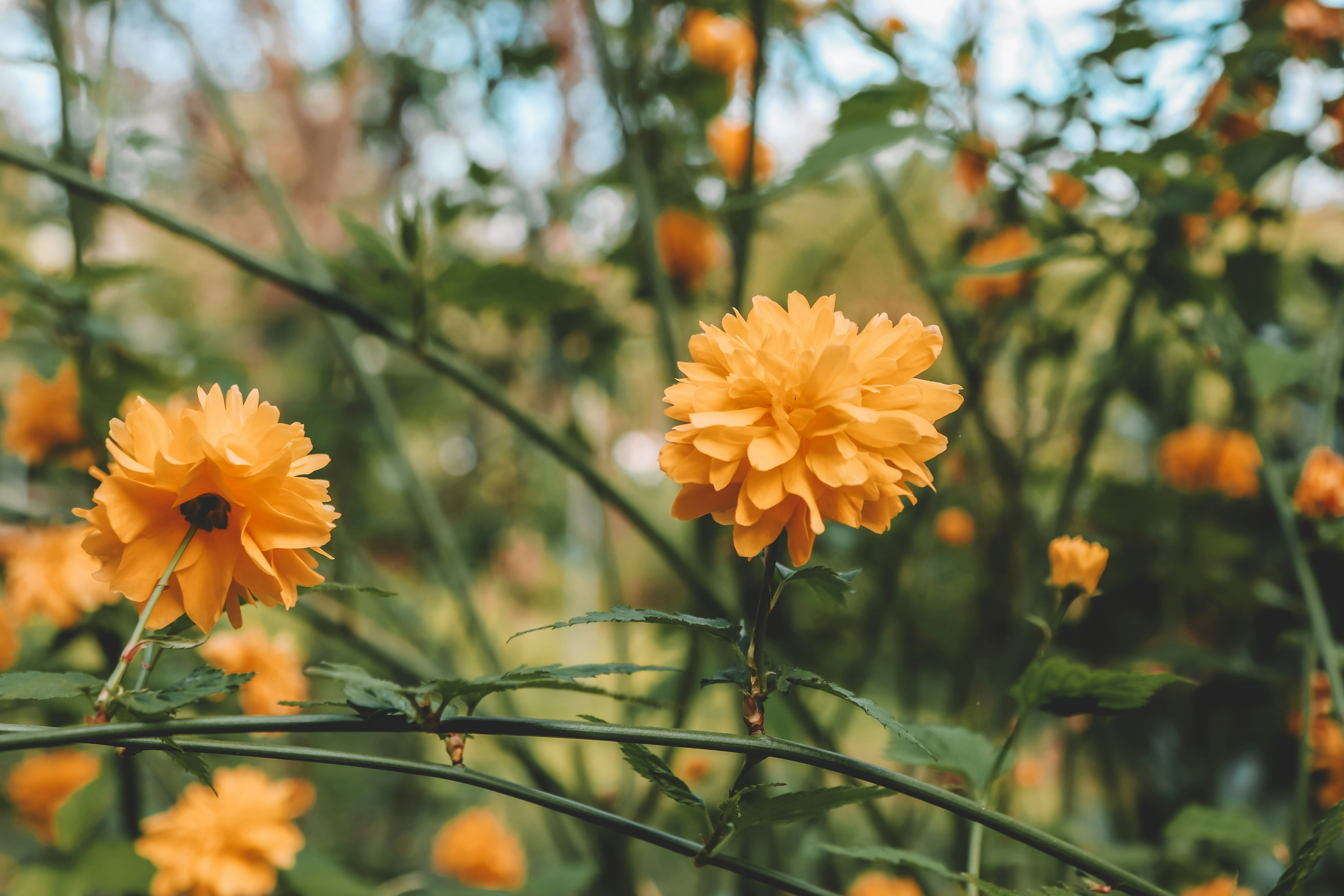 Photo by frozencloud