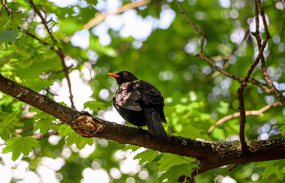 a black bird sitting on a branch of a tree