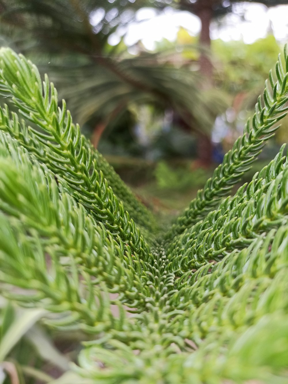 um close up de uma planta verde com um fundo desfocado