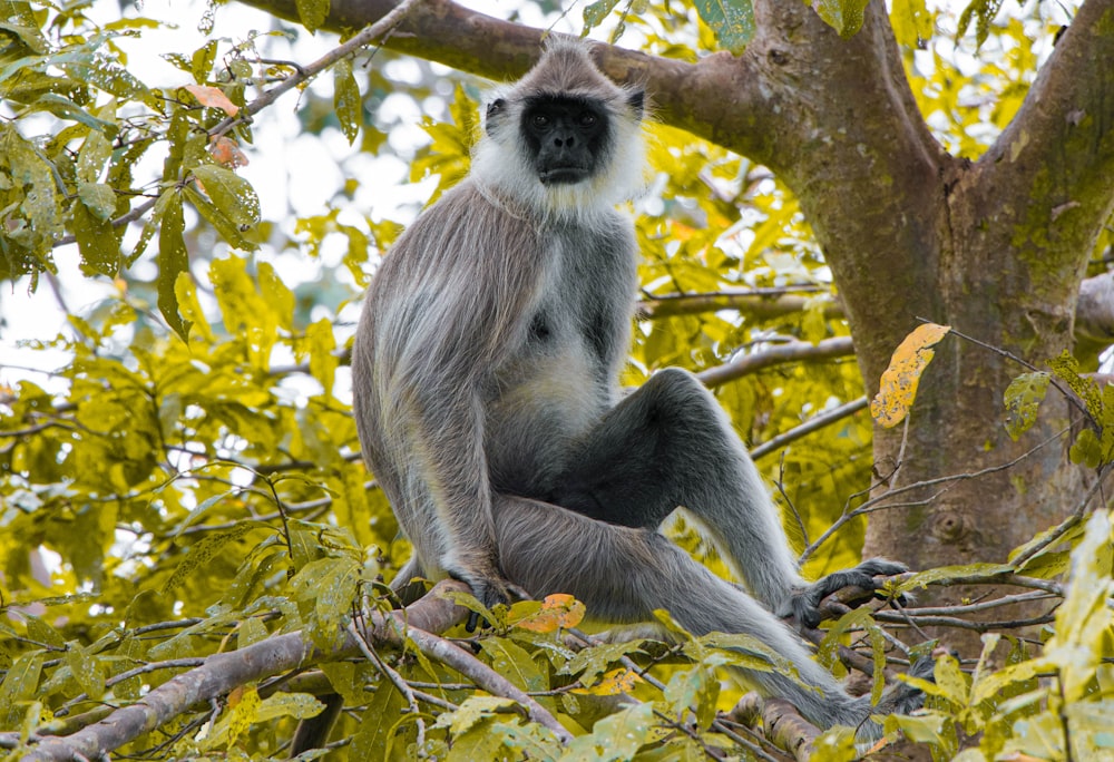 una scimmia seduta su un ramo dell'albero in un albero