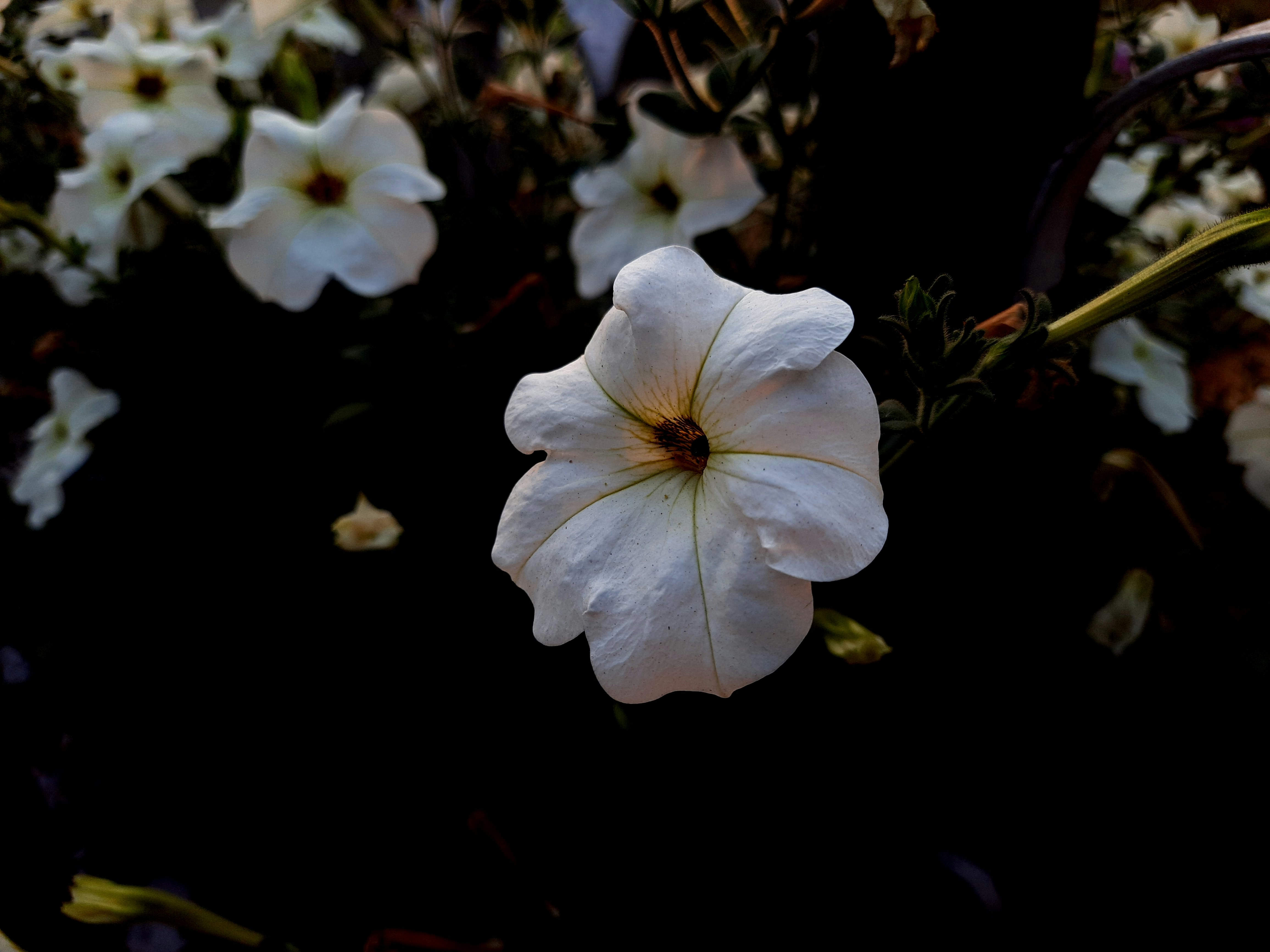 Photo by shutters_flutter