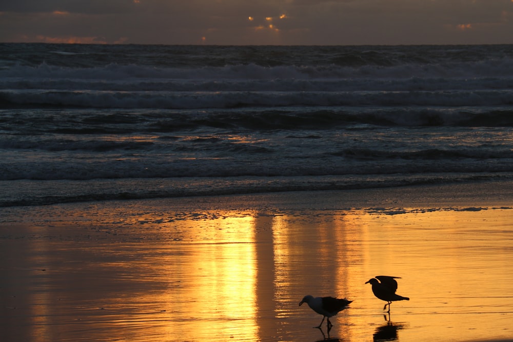 a couple of birds standing on top of a beach