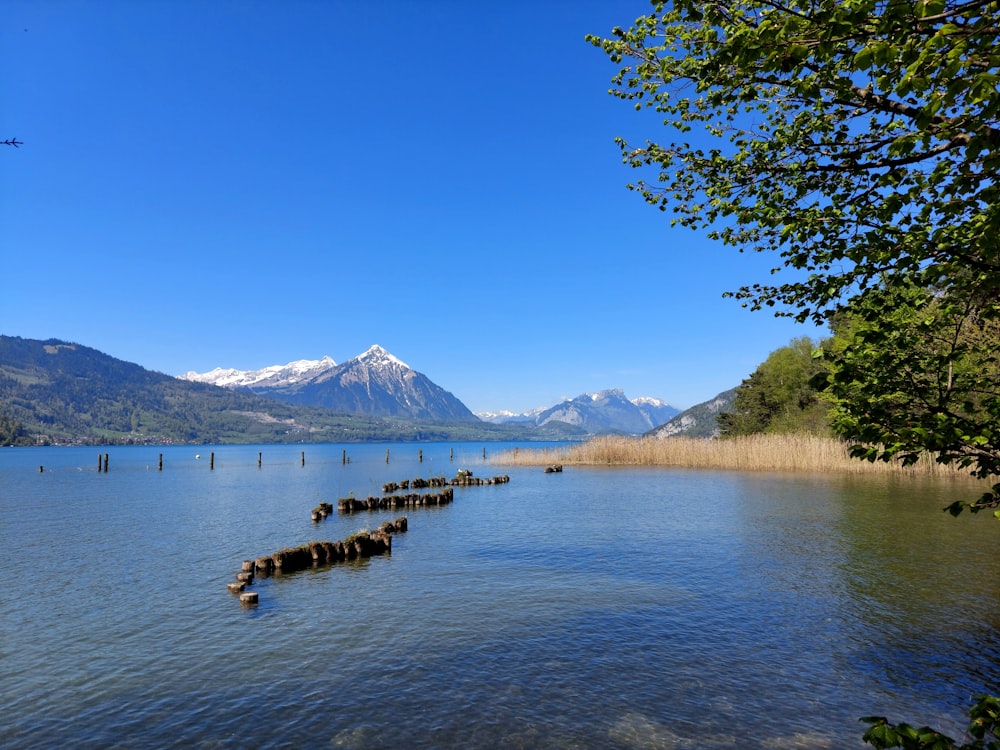 a group of logs sticking out of the water