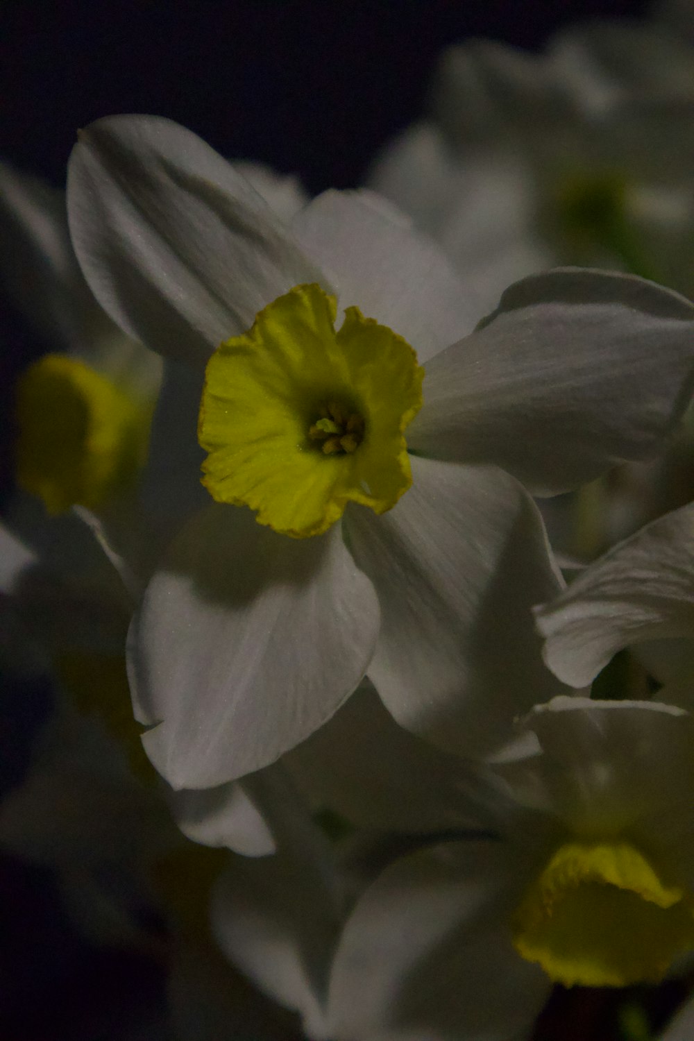 a bunch of white and yellow flowers in a vase