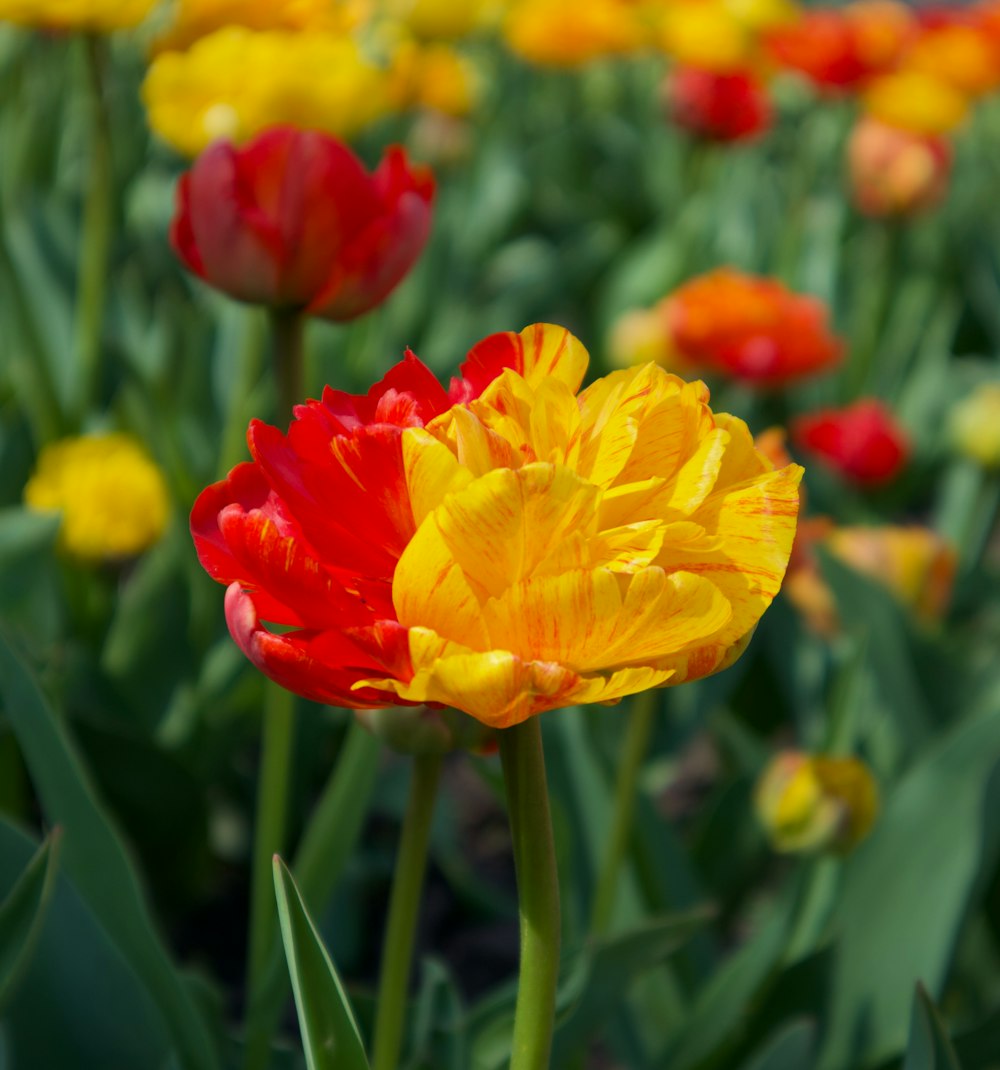 a close up of a bunch of flowers in a field