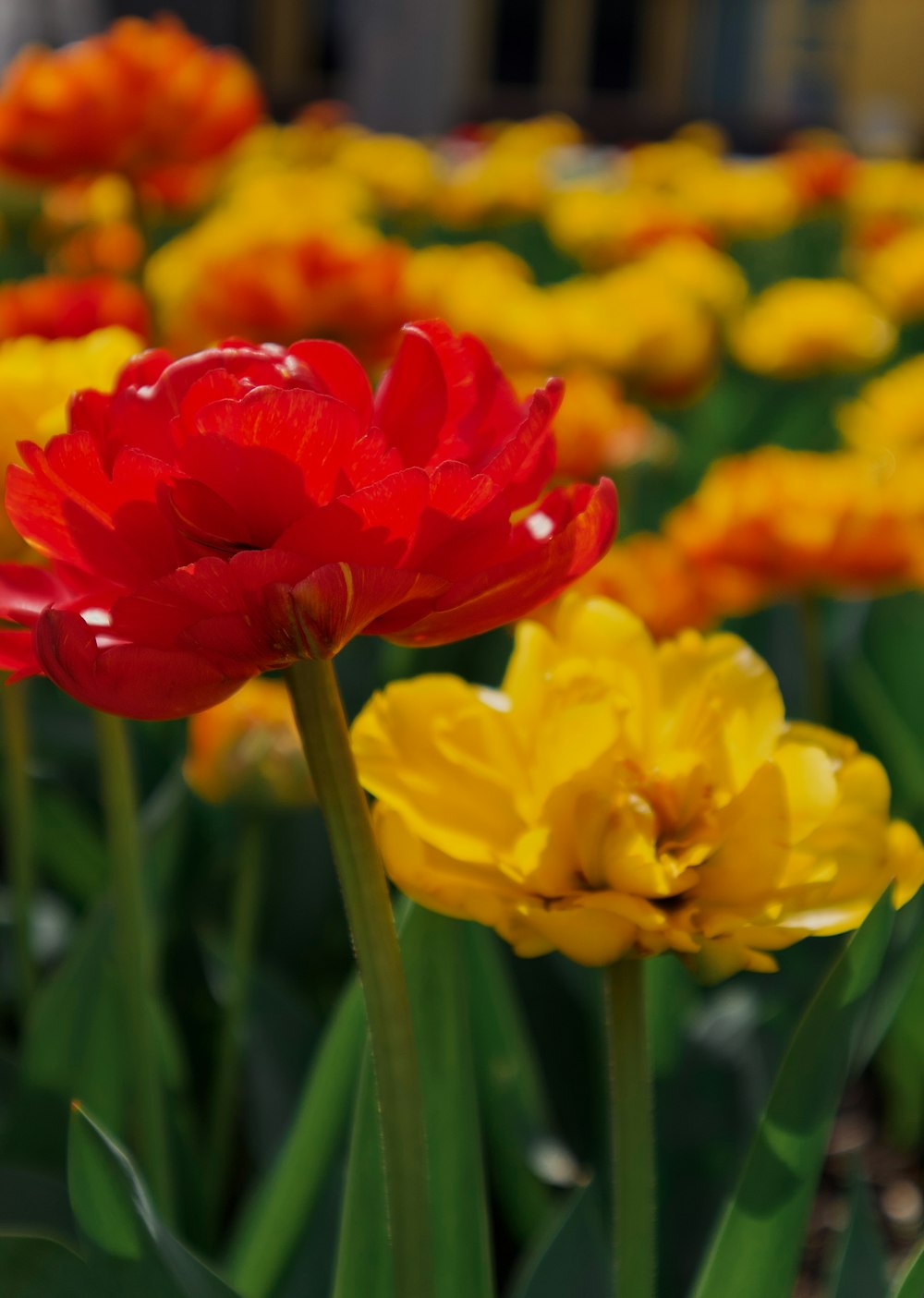 a bunch of red and yellow flowers in a field