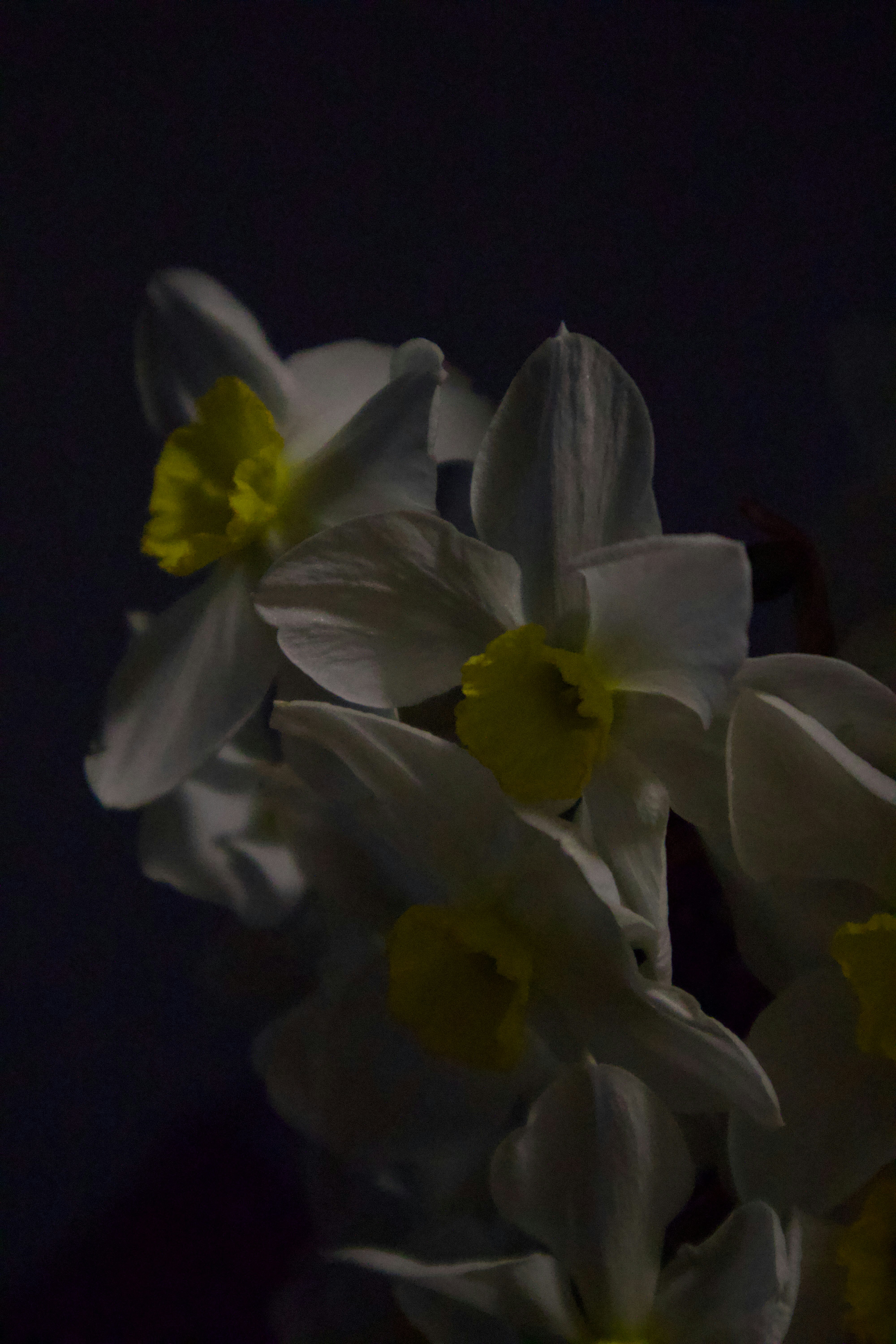 a bouquet of white and yellow daffodils