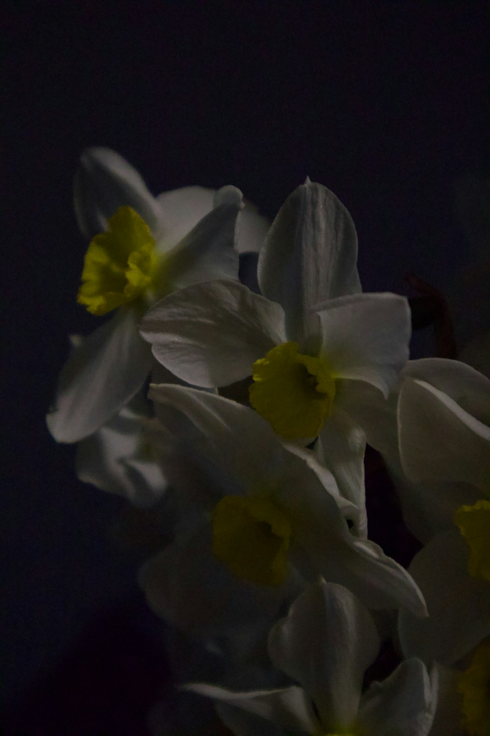 un bouquet di narcisi bianchi e gialli