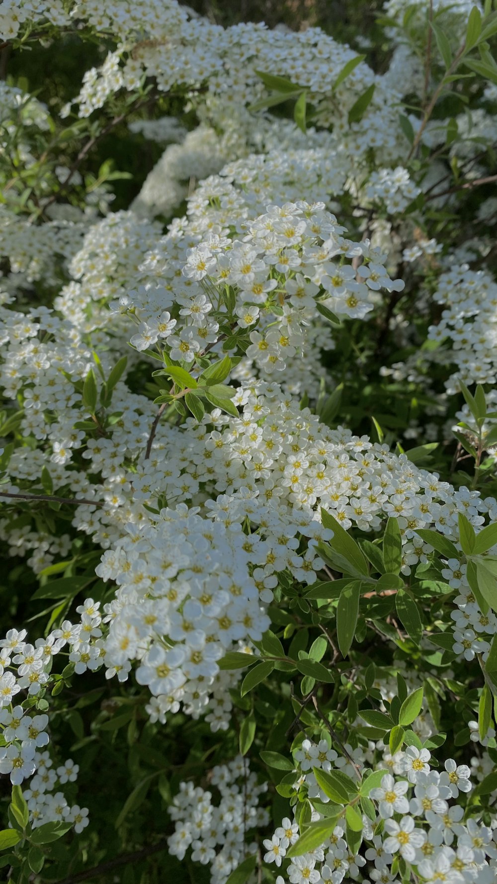 ein Busch aus weißen Blüten mit grünen Blättern