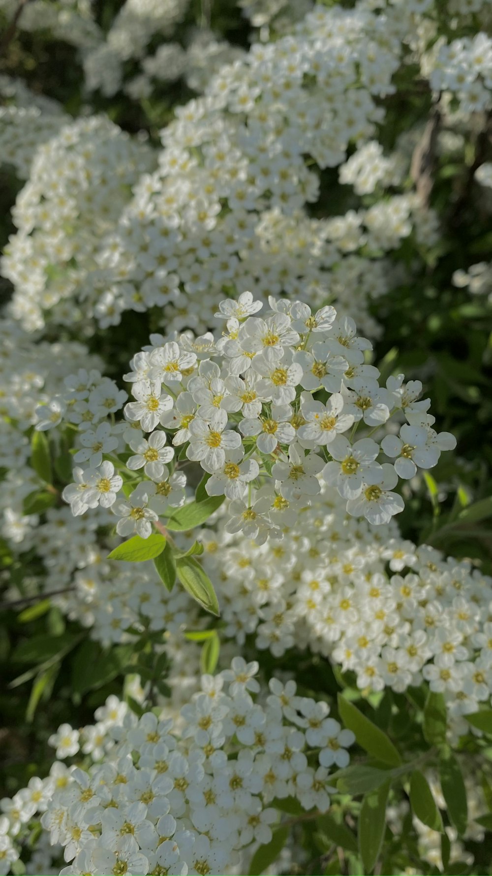 ein Strauß weißer Blüten mit grünen Blättern