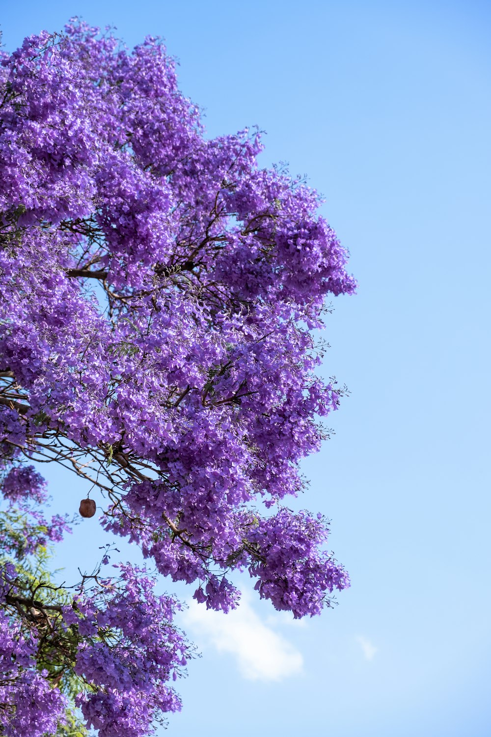 a tree filled with purple flowers on a sunny day
