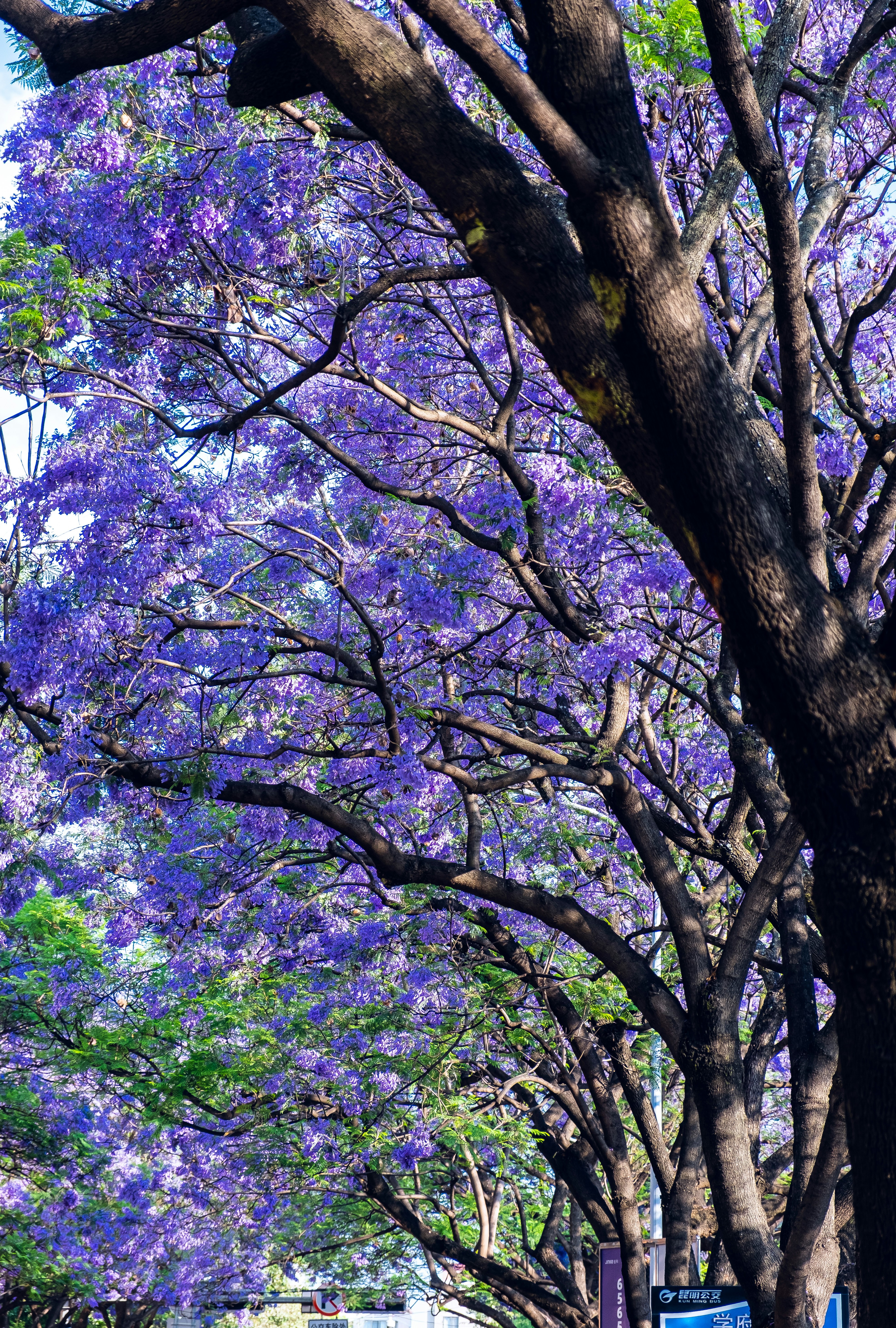 a street lined with trees with purple flowers