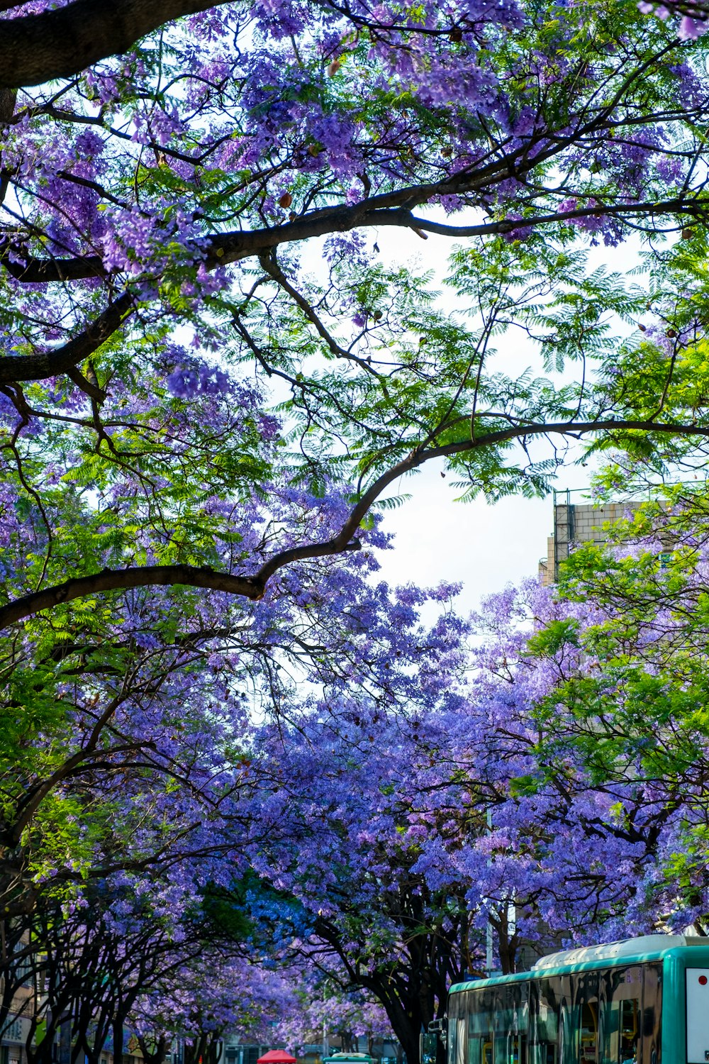 a bus driving down a street next to trees with purple flowers