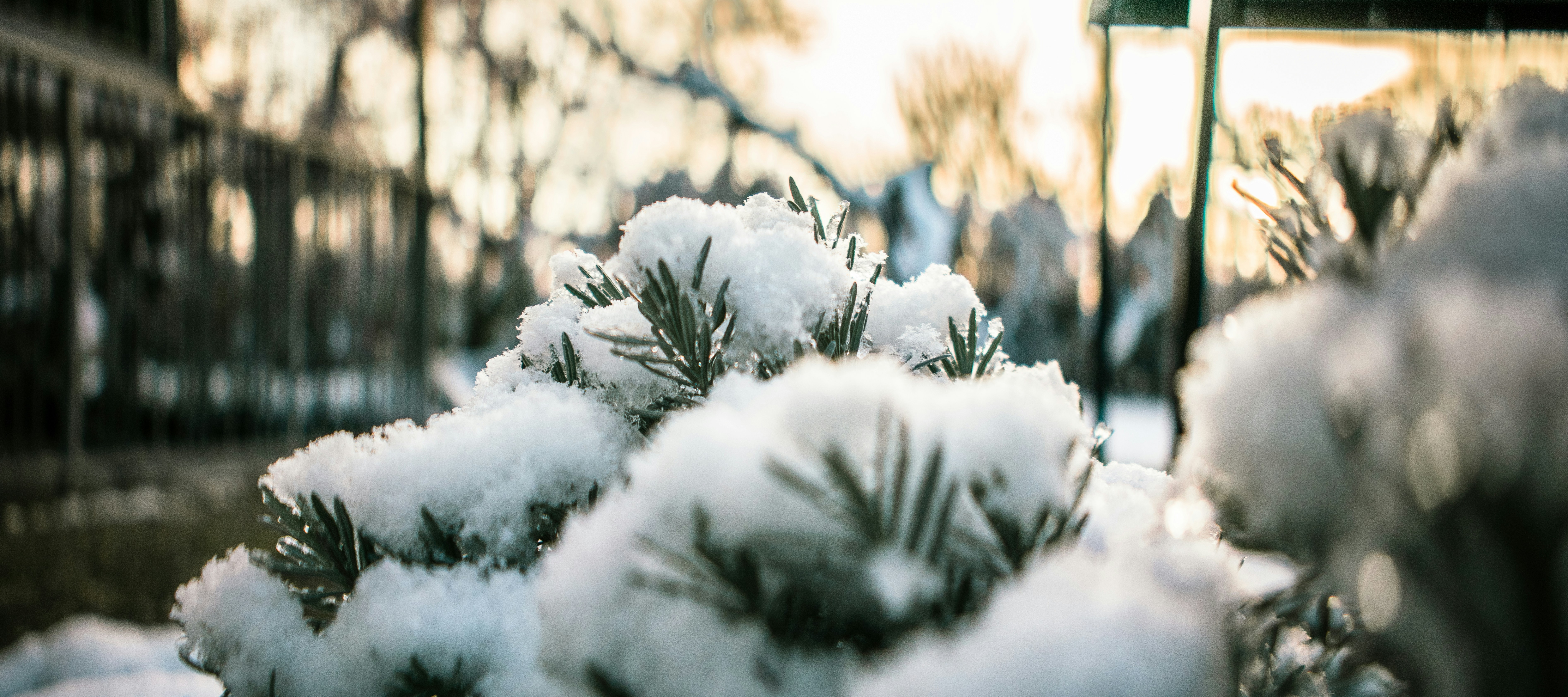 木の枝の雪のクローズアップ