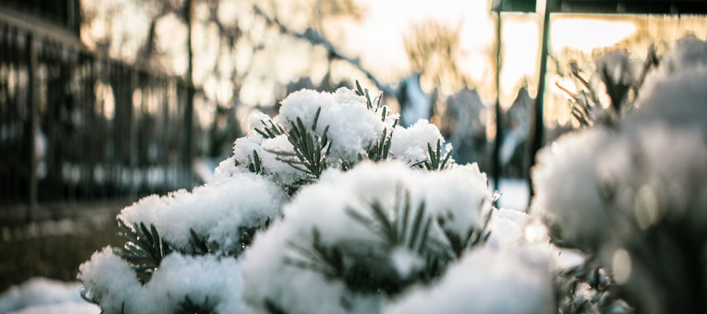 a close up of snow on a tree branch