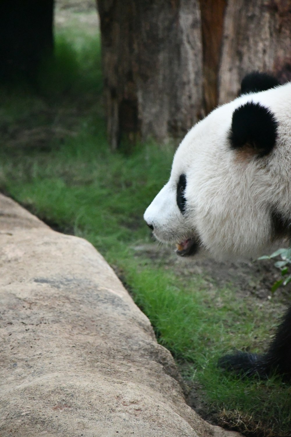 a black and white panda bear standing next to a tree