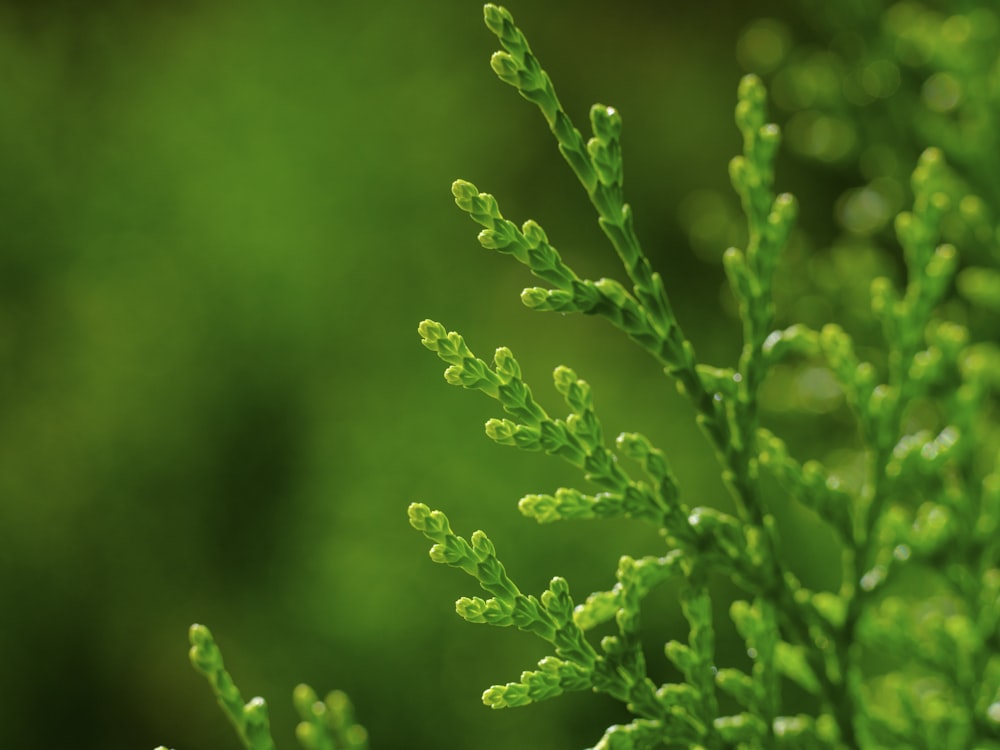 a close up of a plant with green leaves