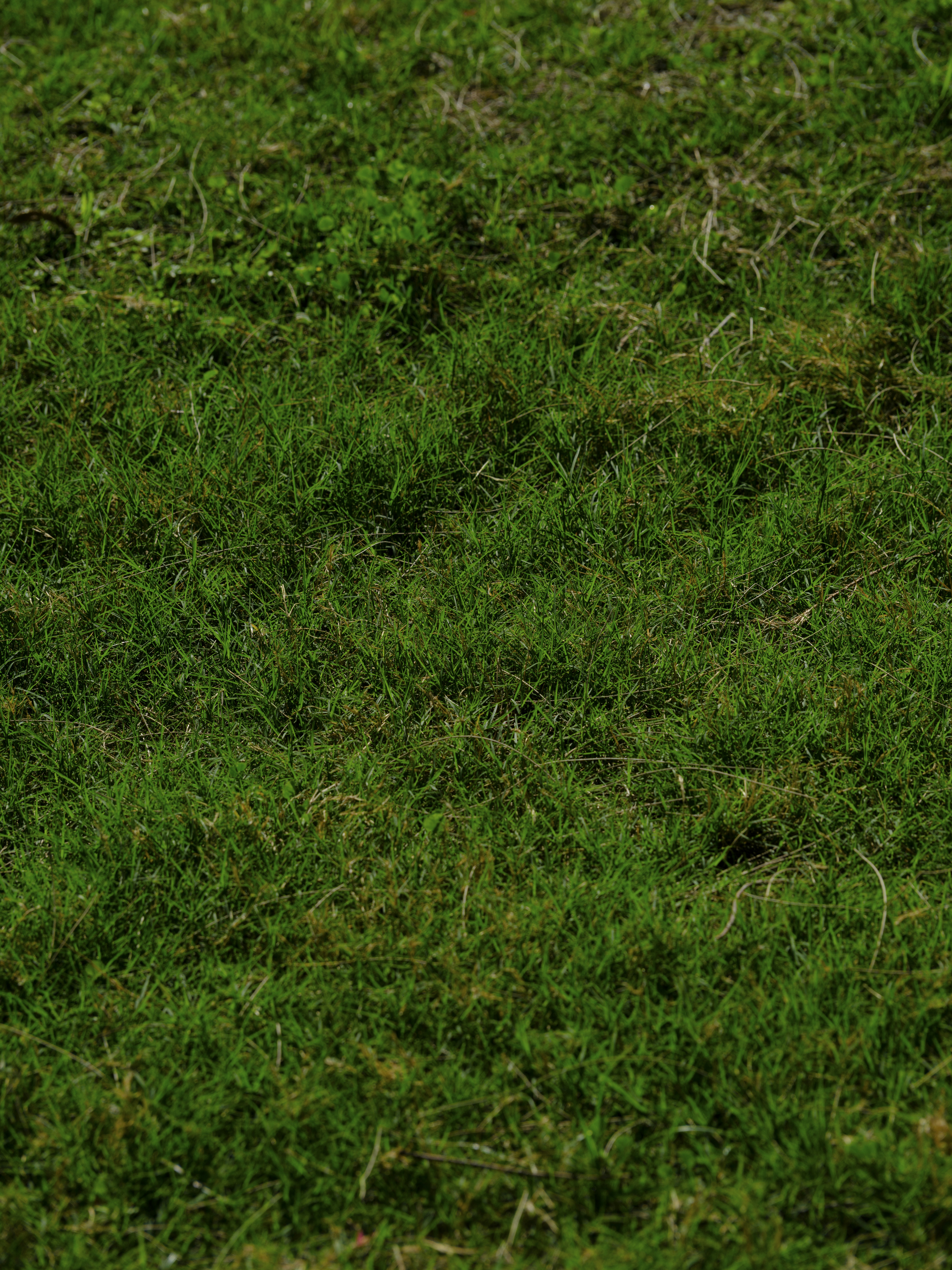a red and white frisbee sitting on top of a lush green field