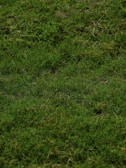 a red and white frisbee sitting on top of a lush green field
