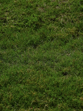 a red and white frisbee sitting on top of a lush green field