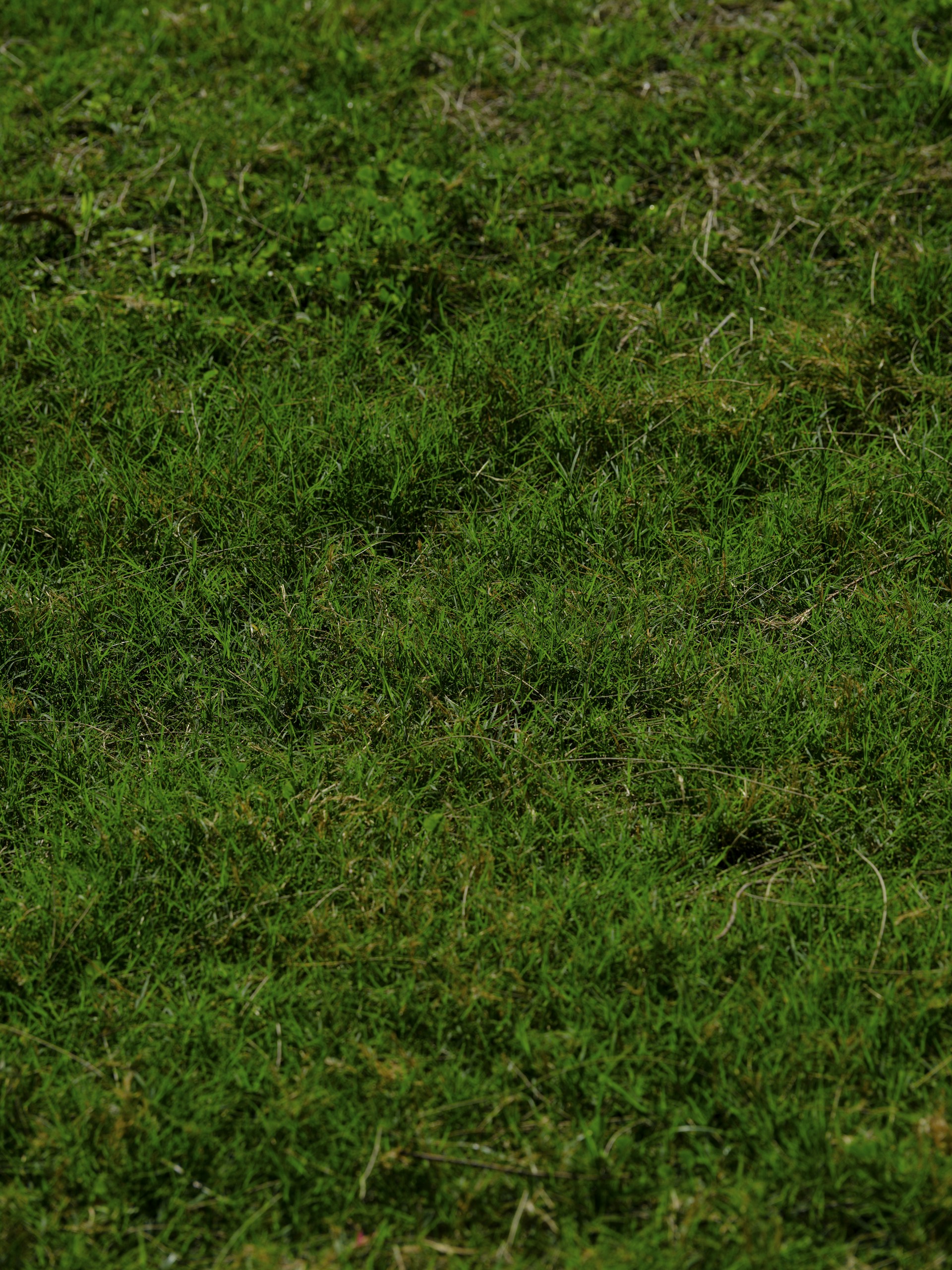 a red and white frisbee sitting on top of a lush green field