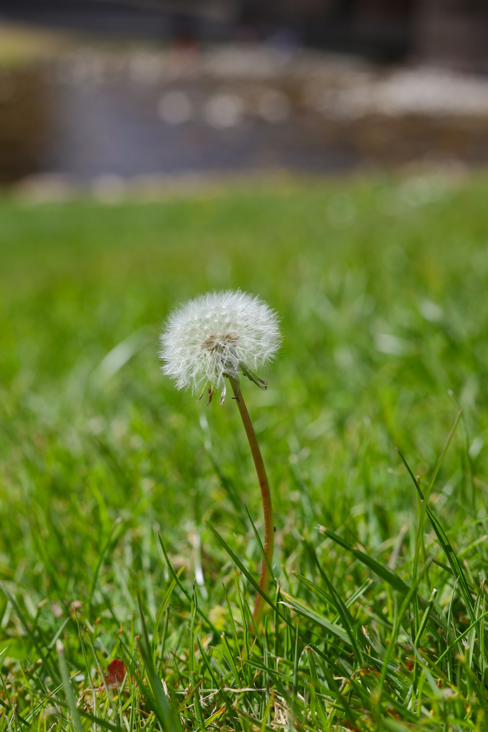 a dandelion in the middle of a grassy field