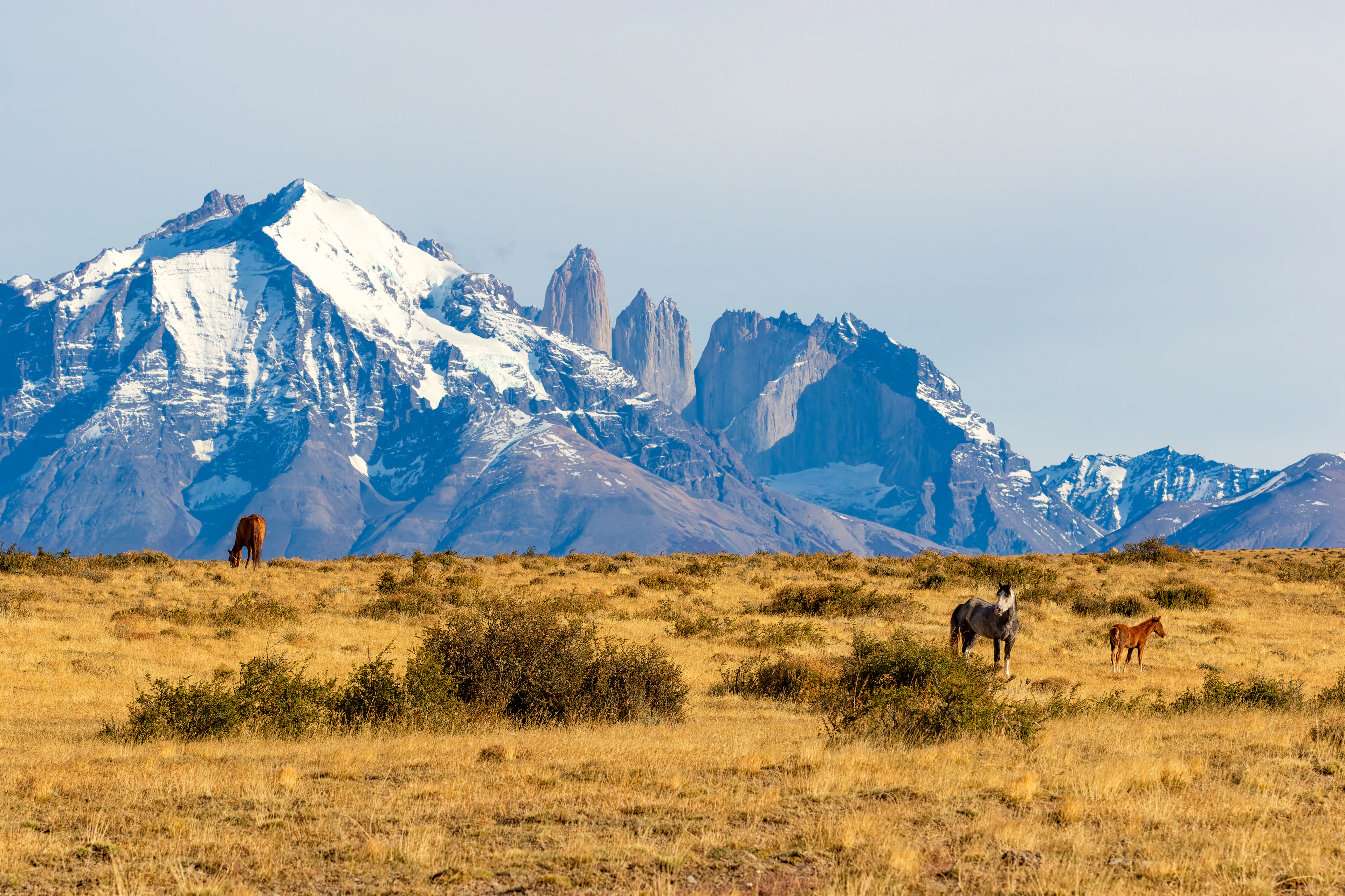 Horses grazing the autumn steppe beneath the towers of Torres del Paine