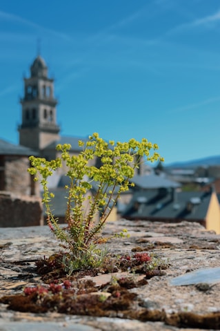 a small plant growing out of a crack in a stone wall