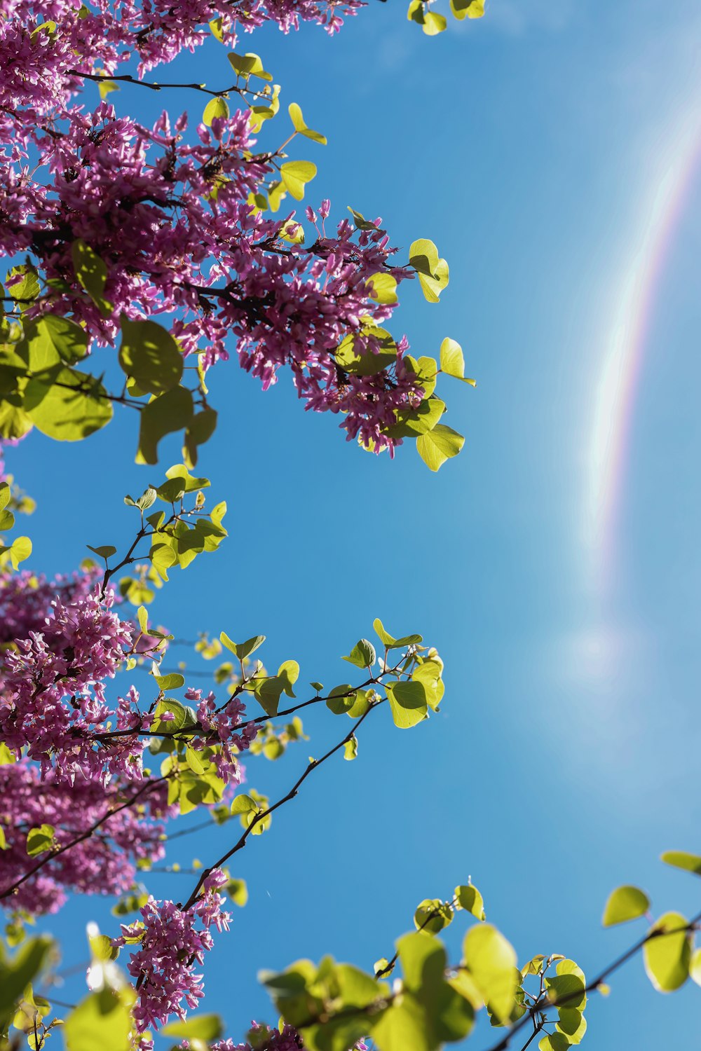 a rainbow in the sky over a tree with purple flowers