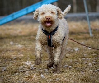 a dog running in a field with a blue slide in the background
