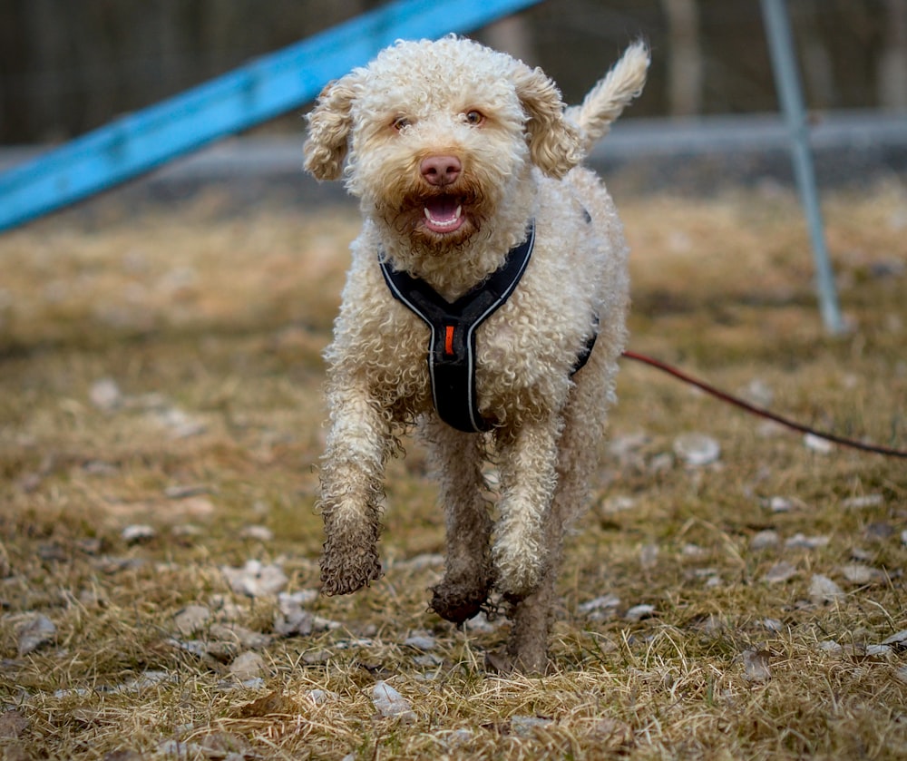 um cão correndo em um campo com um slide azul no fundo