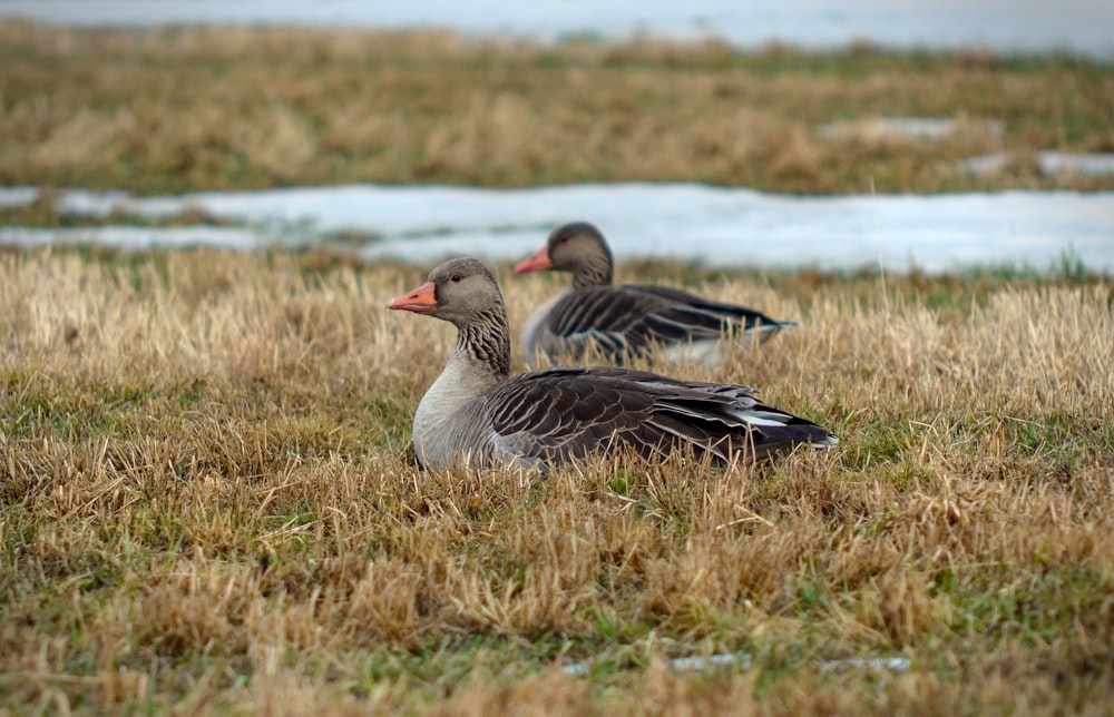 a couple of ducks sitting on top of a grass covered field