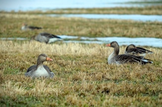 a flock of ducks sitting on top of a grass covered field