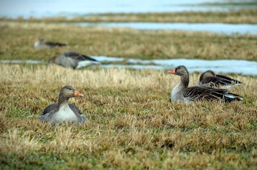 a flock of ducks sitting on top of a grass covered field