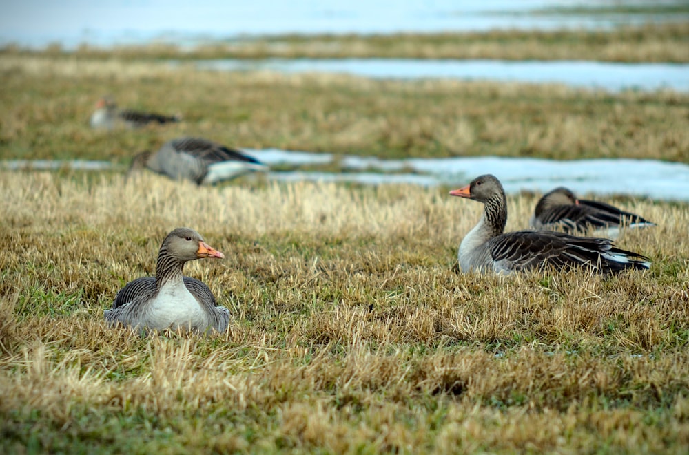 a flock of ducks sitting on top of a grass covered field