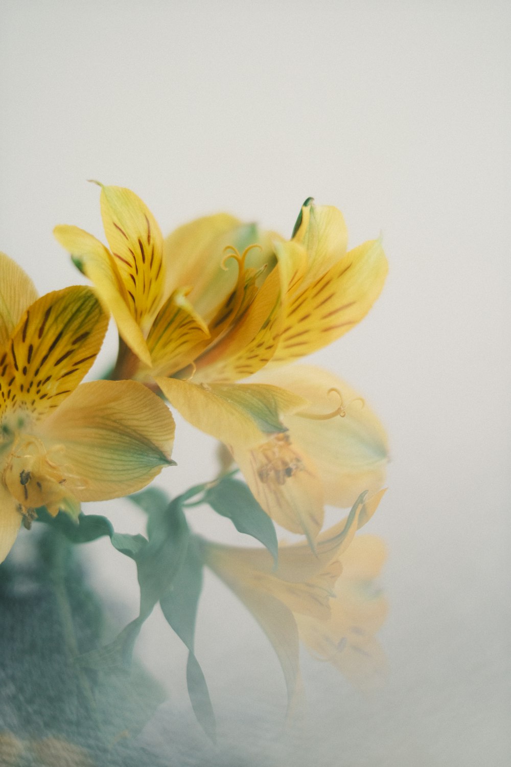 a close up of a yellow flower on a table