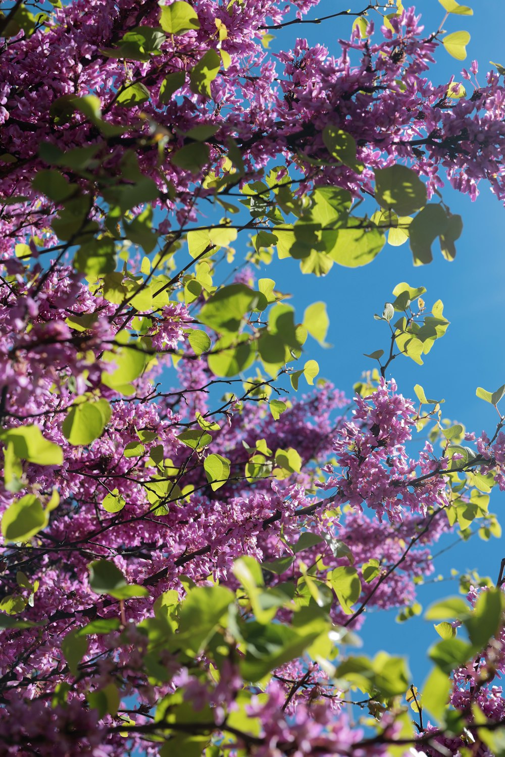a tree with purple flowers in the foreground and a blue sky in the background