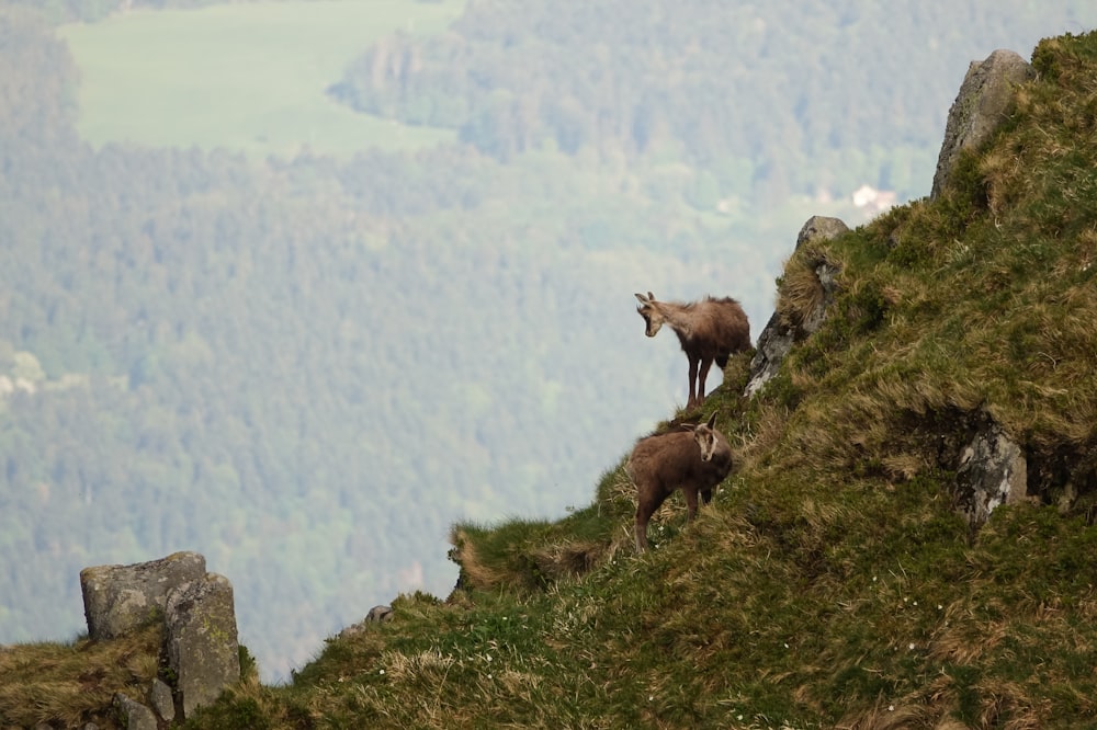 a couple of animals that are standing on a hill