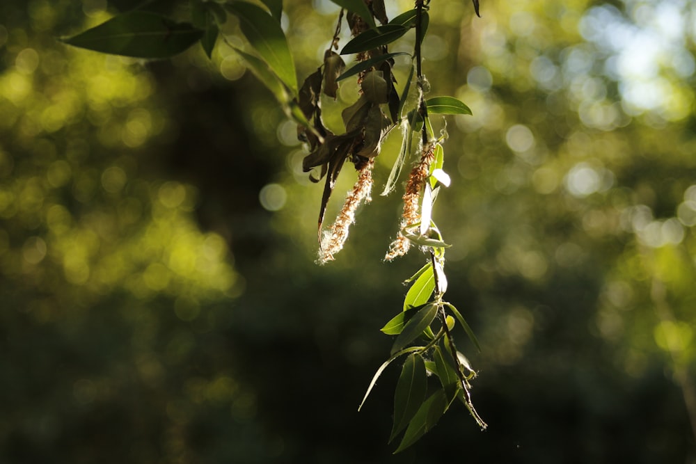 um close up de um galho de árvore com folhas
