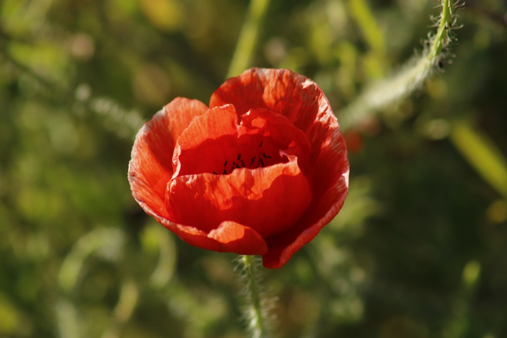 Un primer plano de una flor roja con un fondo borroso