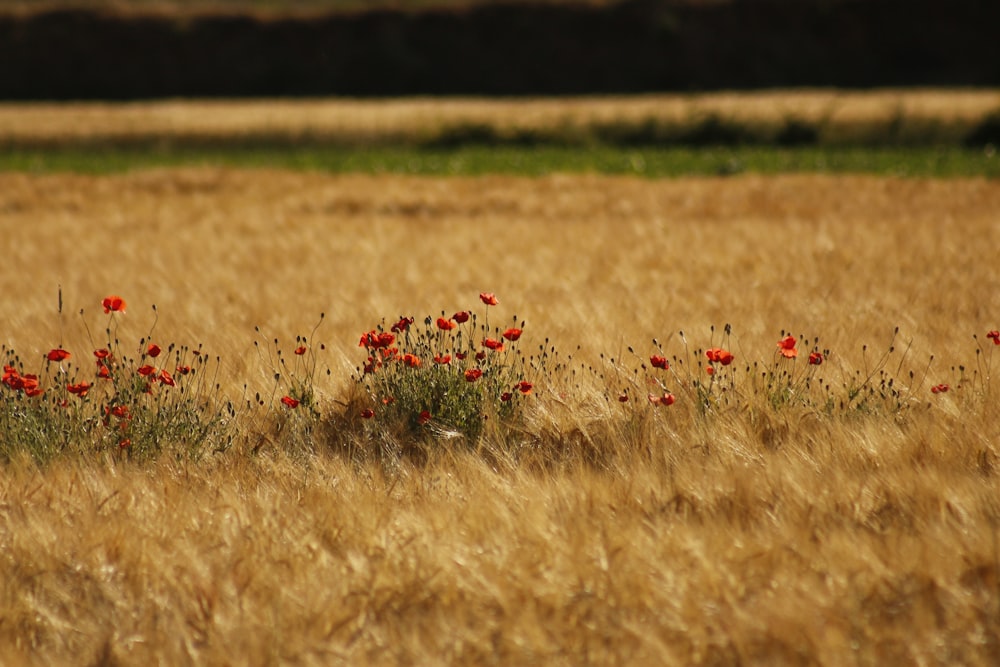 a field of wheat with red flowers in the foreground