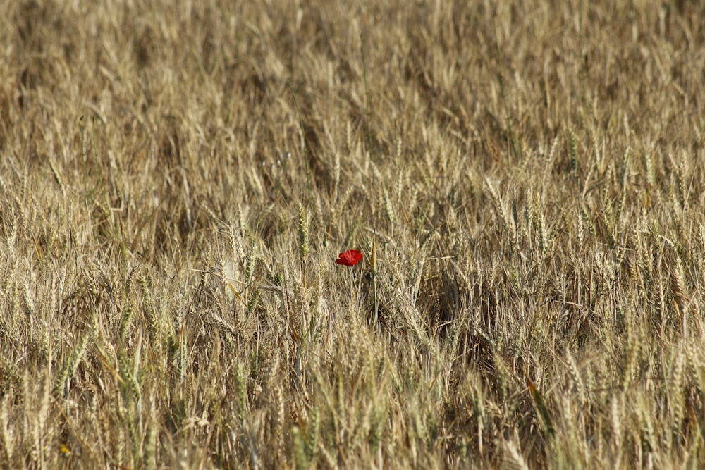 a lone red flower in a field of wheat