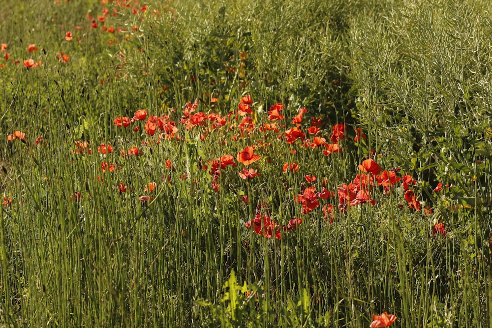 Un campo lleno de hierba alta y flores rojas