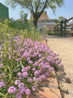A serene garden path winding through blooming violet flowers at Lillie’s Meadow Senior Living.