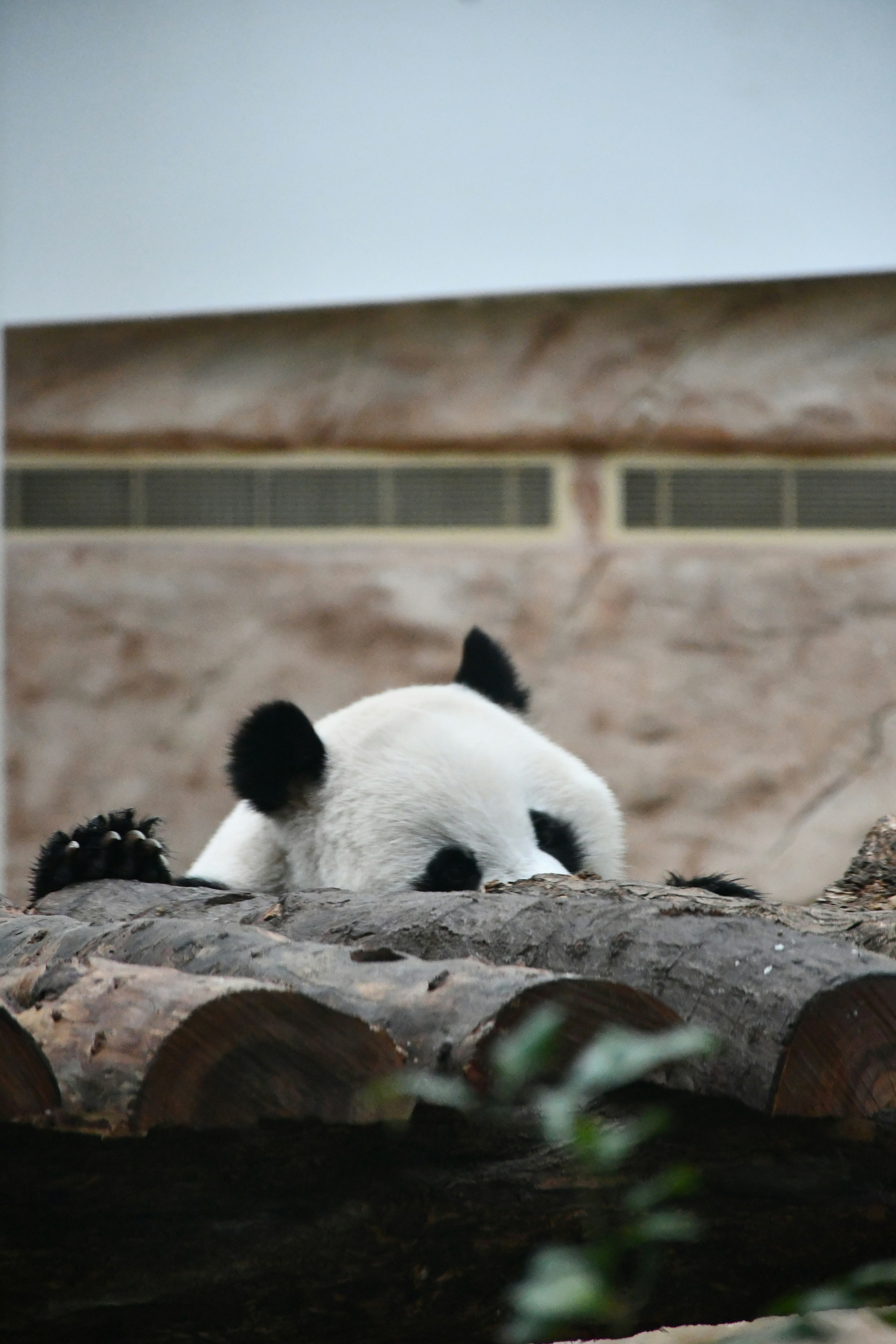 A panda bear laying on top of a pile of logs photo – Free Qatar Image ...
