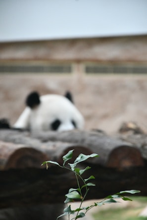 A panda is partially visible behind a wooden log, with its characteristic black and white fur. In the foreground, a small plant with green leaves is in focus.
