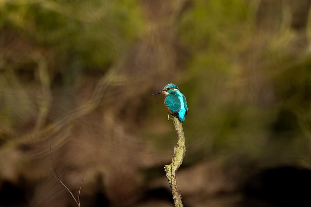 Un pequeño pájaro azul sentado en la cima de la rama de un árbol