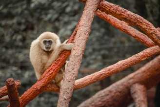 a monkey sitting on top of a tree branch